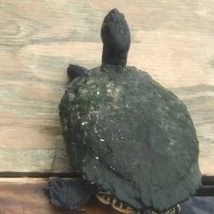 Meet your Posher, Debbie